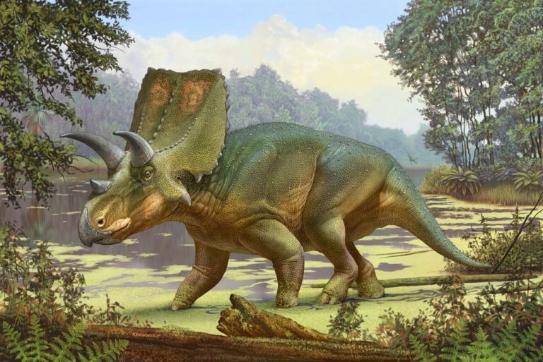 Discovery of Tyceratops