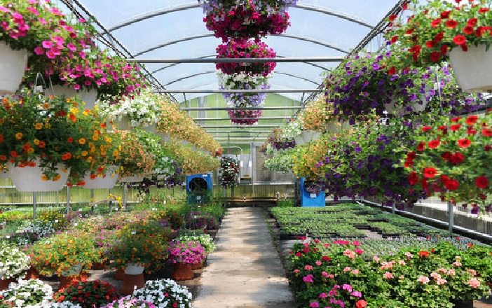 Best Plant For Your Garden