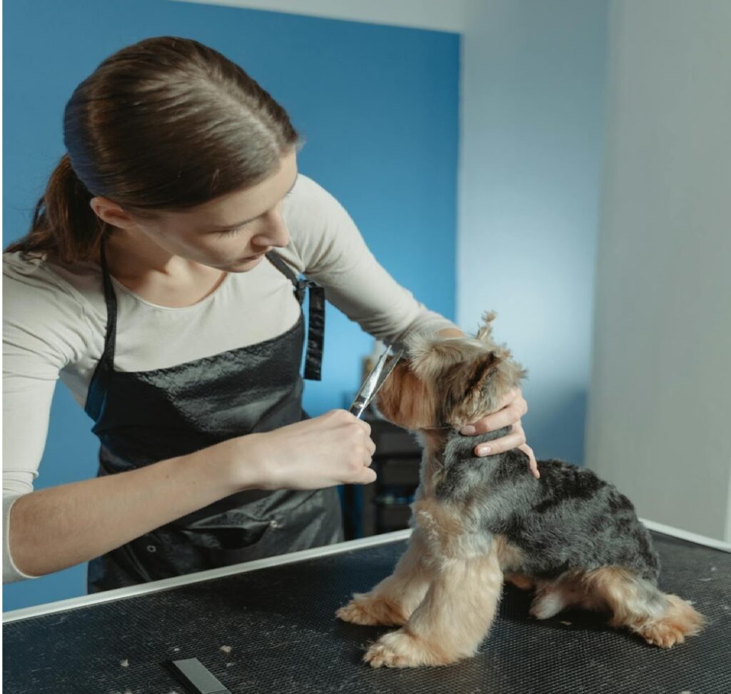 Pet Grooming